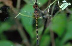 Dythemis sterilis