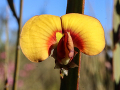Bossiaea scolopendria