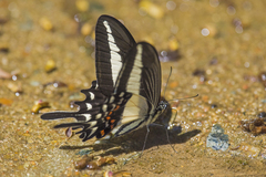 Heraclides hectorides