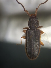 Uleiota debilis