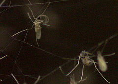 Cecidomyiidae