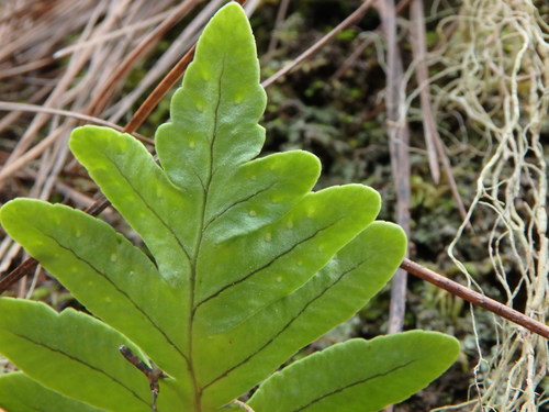 Canary Islands polypody