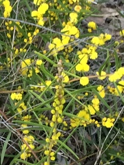 Acacia verniciflua