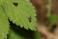 Diptera