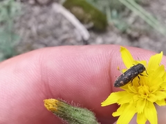 Acmaeoderella adspersula