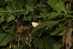 Pieris rapae