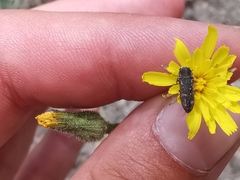 Acmaeoderella adspersula