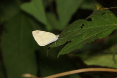Pieris rapae