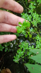 Callitriche obtusangula