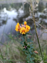 Pultenaea retusa