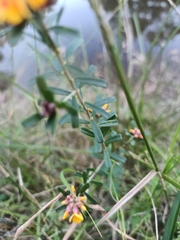 Pultenaea retusa