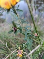 Pultenaea retusa