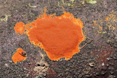 Hypoxylon crocopeplum