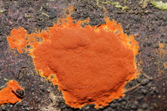 Hypoxylon crocopeplum