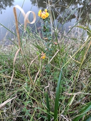 Pultenaea retusa