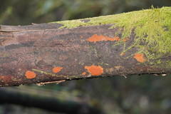 Hypoxylon crocopeplum