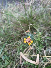 Pultenaea retusa
