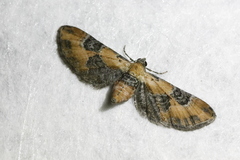 Eupithecia gueneata