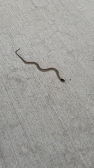 Thamnophis elegans vagrans