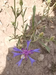 Centaurea triumfettii