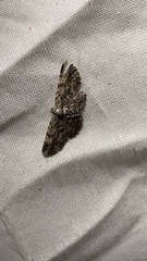 Anavitrinella pampinaria