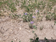 Centaurea triumfettii