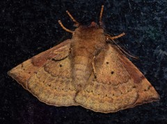Anthela repleta