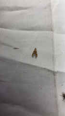 Petrophila bifascialis