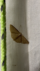 Pleuroprucha insulsaria