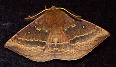 Anthela repleta