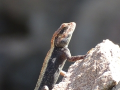 Psammophilus dorsalis