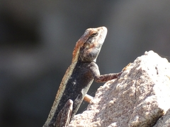 Psammophilus dorsalis