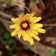Reichardia
