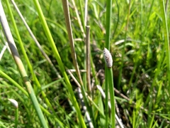 Eleocharis elegans