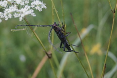 Aromia moschata moschata