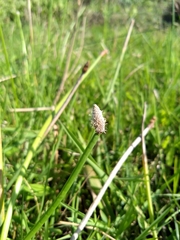 Eleocharis elegans