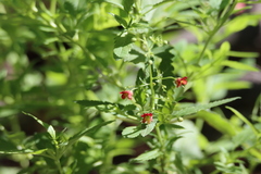 Potentilla thurberi