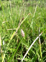 Eleocharis elegans