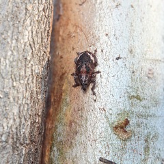 Oxyops fasciatus