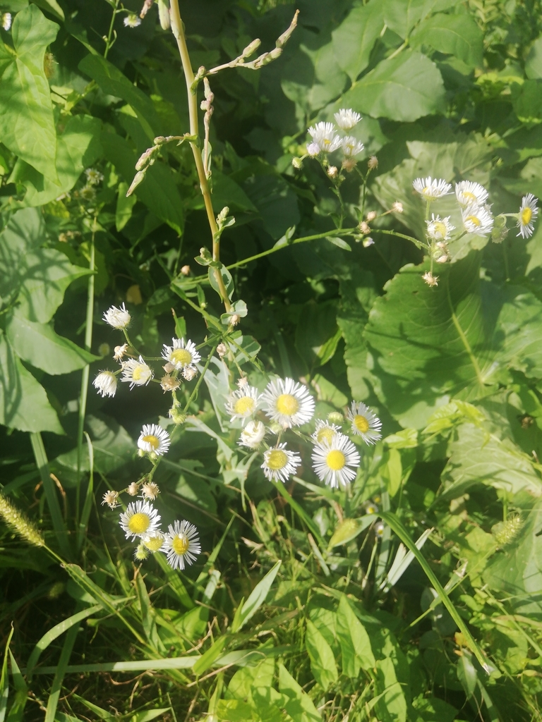erigeron-strigosus-septentrionalis-from