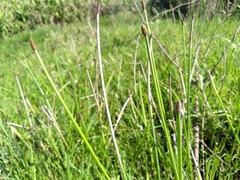 Eleocharis elegans