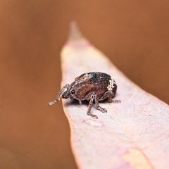 Oxyops fasciatus