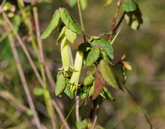 Correa reflexa lobata