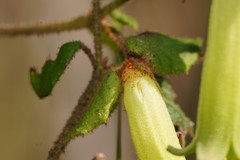 Correa reflexa lobata