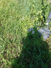 Achillea millefolium