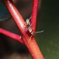Camponotus ephippium