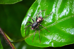 Spinirta