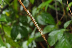 Tessaratoma papillosa