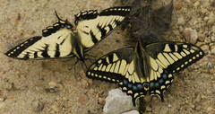 Papilio machaon hudsonianus