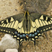 Papilio machaon hudsonianus - Photo (c) Peter Taylor, μερικά δικαιώματα διατηρούνται (CC BY-NC), uploaded by Peter Taylor